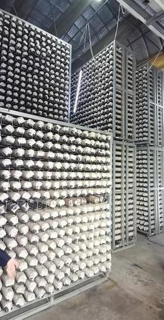 探尋齊長城 長城腳下“智慧工廠”助民增收，香菇基地里“枯木變金”激活網絡文化傳播